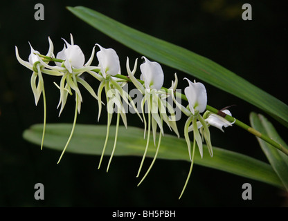 Angraecum eburneum var superbum, Orchidaceae, Comoros, Madagascar, Seychelles. Syn. Angraecum superbum, Angorchis superba. Stock Photo