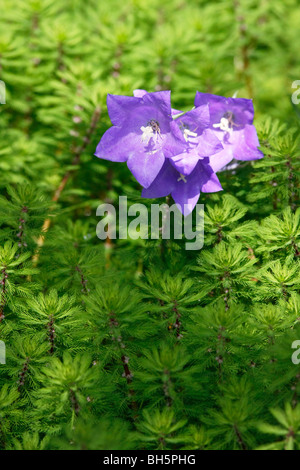 Bellflower (Campanula persicifolia) with Parrot's Feather (Myriophyllum aquaticum), in a pond in England. Stock Photo