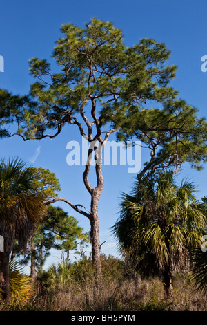 Slash Pine, Honeymoon Island, Florida Stock Photo