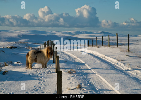 dh Tuskerbister ORPHIR ORKNEY Shetland pony in snow covered field road and Stenness countryside snowy winter rural uk animals Stock Photo