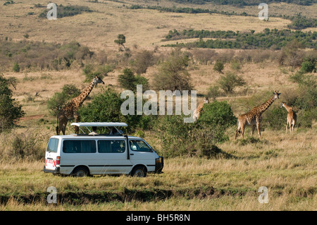 Tourists on safari watching giraffes, Masai Mara National Reserve, Kenya. Stock Photo