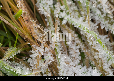 An early morning winter frost takes hold on stems of grass. Close up macro shot of frosty ice crystals.