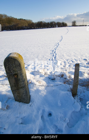 Fresh foot prints or tracks in the snow going off the the horizon with a stone gate post and barbed wire blocking the way. Stock Photo