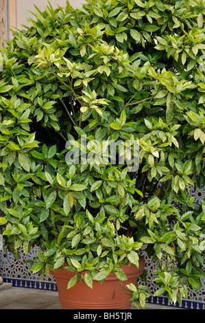 Spotted laurel (Aucuba japonica) Stock Photo