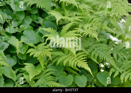 Long beech fern (Phegopteris connectilis) Stock Photo