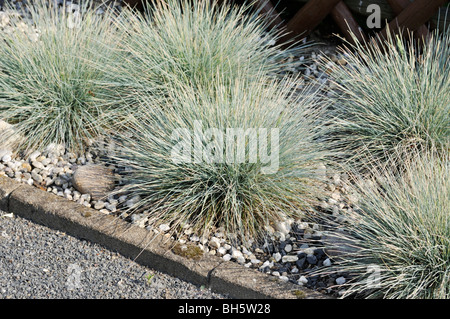 Blue fescue (Festuca cinerea syn. Festuca glauca) Stock Photo