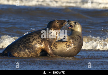 Pair Of Grey Atlantic  Seals Halichoerus Grypus Playing and mating In Sea At Donna Nook Lincolnshire uk Stock Photo