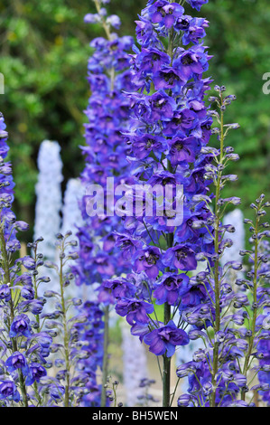 Larkspur (Delphinium elatum 'Tempelgong') Stock Photo