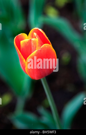 Close up on an orange and yellow variegated tulip on show in Ottawa, Ontario, Canada. Stock Photo