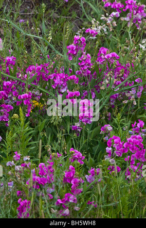 Lathyrus odoratus purple Sweet Peas Sweetpea wild flowers in full bloom perennial full background close up nobody none from above overhead hi-res Stock Photo