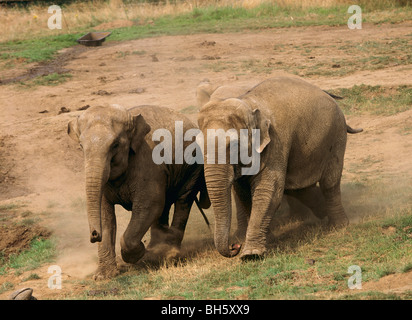 two Asian elephants - walking / Elephas maximus
