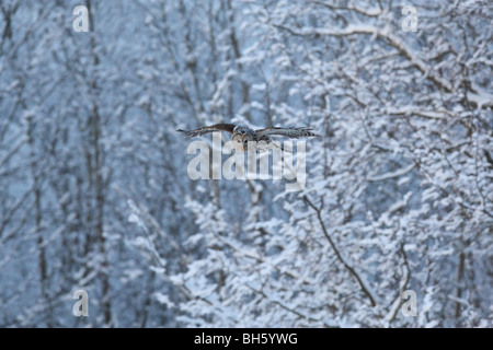 Wild Ural owl (Strix uralensis) hunting in winter forest. Stock Photo