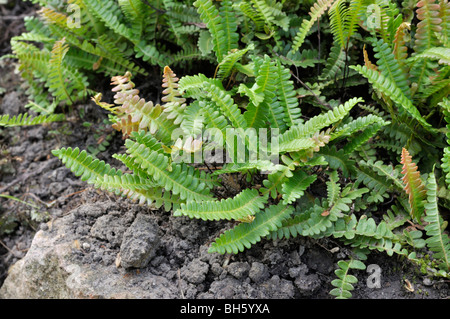 Alpine water fern (Blechnum penna-marina) Stock Photo