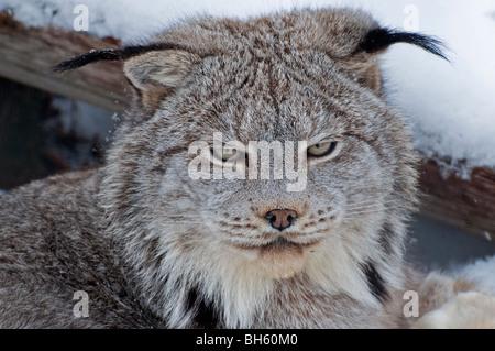 A Canadian Lynx in winter Stock Photo