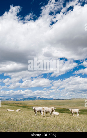 Charolais cattle on the Rocky Mountain Front Stock Photo