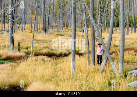 Tourist taking pictures among dead snags and grasses near Obsidian Creek, Yellowstone National Park, Wyoming Stock Photo