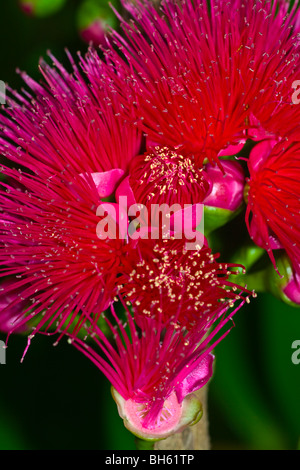 blossom of Syzygium (L.) malaccense .  beautiful exotic flower of delicious fruit bright pinkish purple red Stock Photo
