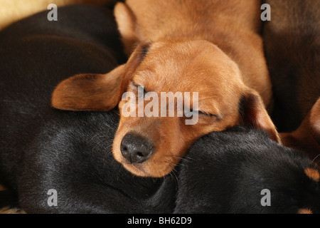 Miniature Dachshund dog - puppy sleeping Stock Photo