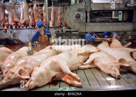 PREPARING AND CUTTING UP OF THE PIGS IN A SLAUGHTERHOUSE, BRITTANY, FRANCE Stock Photo