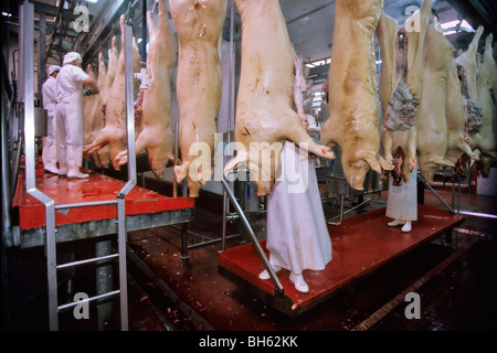 PREPARING AND CUTTING UP OF THE PIGS IN A SLAUGHTERHOUSE, BRITTANY, FRANCE Stock Photo