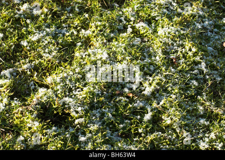 A light covering snow and frost on grass. Stock Photo