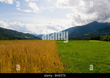 oat field and pasture on farm Stock Photo