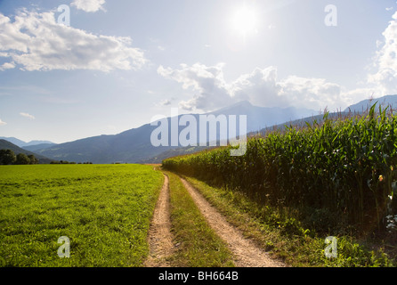 path along corn field on farm Stock Photo