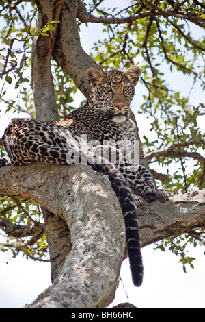 Female leopard resting in tree Stock Photo - Alamy