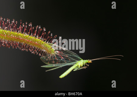 Sundew, Carinvorous Plant trapping Green Lacewing, Drosera scorpioides, Chrysoperla carnea, Munich, Bavaria, Germany