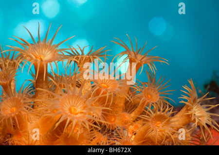 Yellow Cluster Anemones, Parazoanthus axinellae, Tamariu, Costa Brava, Mediterranean Sea, Spain Stock Photo