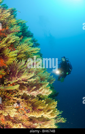 Scuba Diver and Variable Gorgonians, Paramuricea clavata, Tamariu, Costa Brava, Mediterranean Sea, Spain Stock Photo