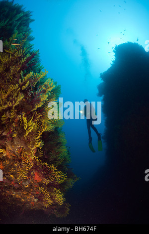 Scuba Diver and Variable Gorgonians, Paramuricea clavata, Tamariu, Costa Brava, Mediterranean Sea, Spain Stock Photo