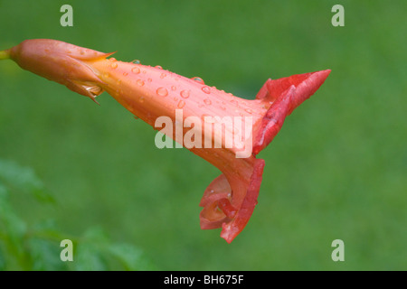 Horizontal profile Southeast U.S. Red-Orange Trumpet Vine/Trumpet Creeper (Campsis Radicans) summer Flower covered in raindrops. Stock Photo