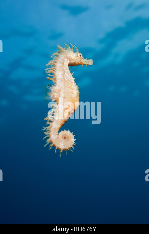 Brown Longsnouted Seahorse, Hippocampus ramulosus, Tamariu, Costa Brava, Mediterranean Sea, Spain Stock Photo