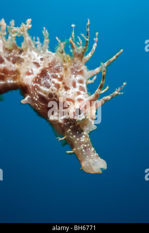 Portrait of Longsnouted Seahorse, Hippocampus ramulosus, Tamariu, Costa Brava, Mediterranean Sea, Spain Stock Photo