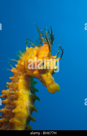 Longsnouted Seahorse, Hippocampus ramulosus, Tamariu, Costa Brava, Mediterranean Sea, Spain Stock Photo