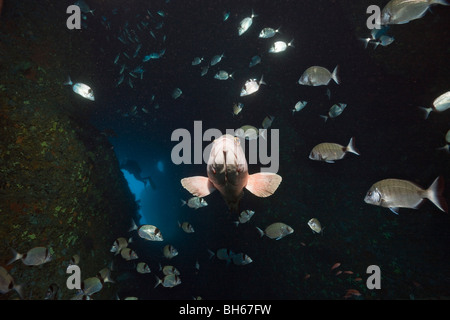 Dusky Grouper inside Cave, Epinephelus marginatus, Dofi South, Medes Islands, Costa Brava, Mediterranean Sea, Spain Stock Photo