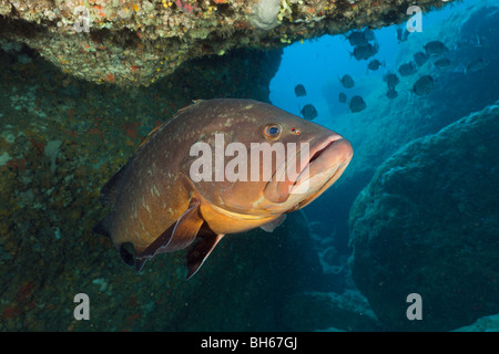 Dusky Grouper inside Cave, Epinephelus marginatus, Dofi North, Medes Islands, Costa Brava, Mediterranean Sea, Spain Stock Photo