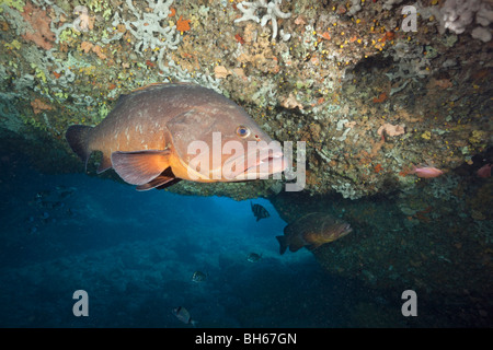 Dusky Grouper inside Cave, Epinephelus marginatus, Dofi North, Medes Islands, Costa Brava, Mediterranean Sea, Spain Stock Photo