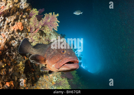 Dusky Grouper inside Cave, Epinephelus marginatus, Dofi North, Medes Islands, Costa Brava, Mediterranean Sea, Spain Stock Photo