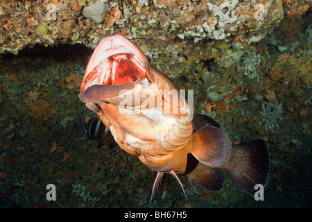 Dusky Grouper open Mouth, Epinephelus marginatus, Dofi North, Medes Islands, Costa Brava, Mediterranean Sea, Spain Stock Photo