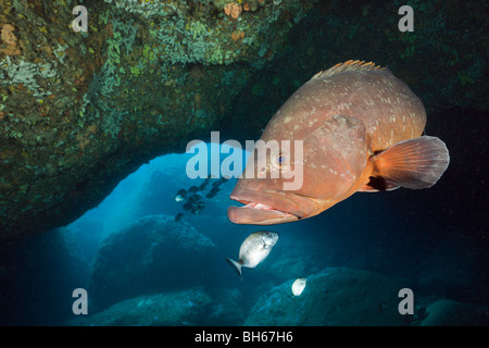 Dusky Grouper inside Cave, Epinephelus marginatus, Dofi North, Medes Islands, Costa Brava, Mediterranean Sea, Spain Stock Photo