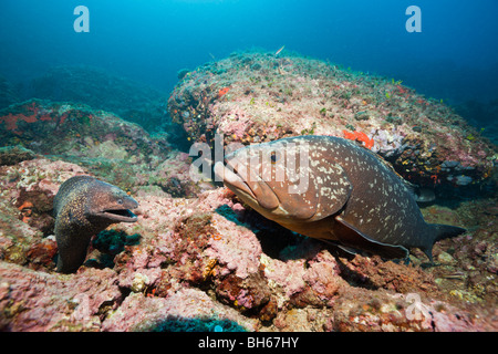 Mediterranean Moray, Dusky Grouper, Muraena helena, Epinephelus marginatus, Medes Islands, Costa Brava, Mediterranean Sea, Spain Stock Photo