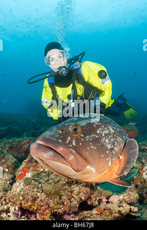 Scuba Diver and Dusky Grouper, Epinephelus marginatus, Les Ferranelles, Medes Islands, Costa Brava, Mediterranean Sea, Spain Stock Photo