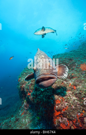 Dusky Grouper, Epinephelus marginatus, Carall Bernat, Medes Islands, Costa Brava, Mediterranean Sea, Spain Stock Photo