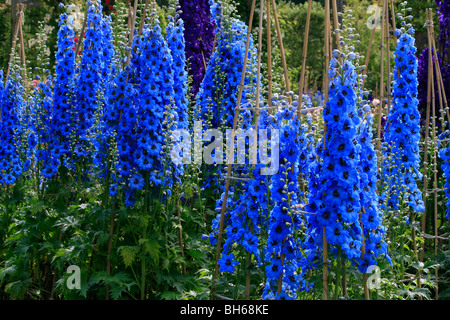 Delphiniums blooming at Alnwick Garden in Northumberland. Stock Photo