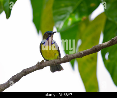 Brown throated sunbird, Anthreptes malacensis Stock Photo