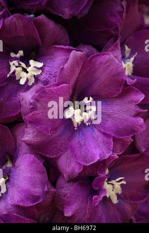 Delphiniums blooming at Alnwick Garden in Northumberland. Stock Photo