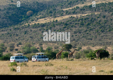 Tourists on safari watching giraffes, Masai Mara National Reserve, Kenya. Stock Photo