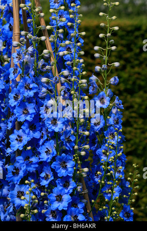 Delphiniums blooming at Alnwick Garden in Northumberland. Stock Photo